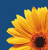FRIENDS OF THE PHYLLIS TUCKWELL HOSPICE