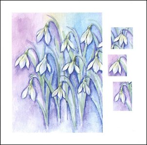 Snowdrops